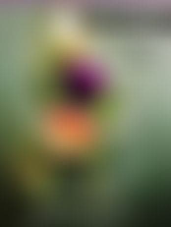 Daughter Of W - Bride