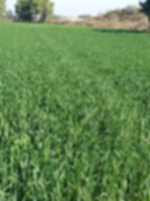 Muhammad Shahbaz - Groom